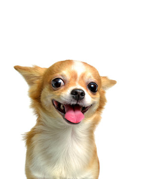 Chihuahua dog, a brown male  on a white background