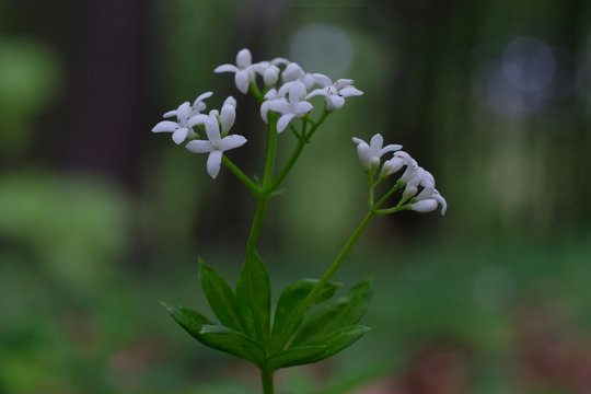 Przytulia wonna Galium odoratum - białe polne kwiatki