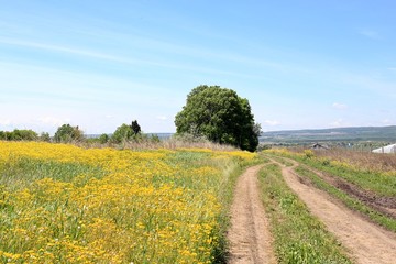 Rural landscape with road and yellow flowers on the meadow