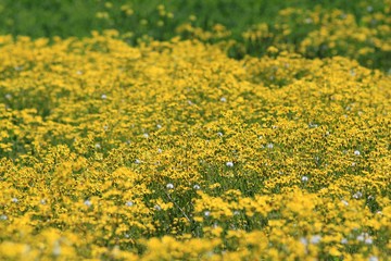 Obraz premium Yellow flowers in the meadow