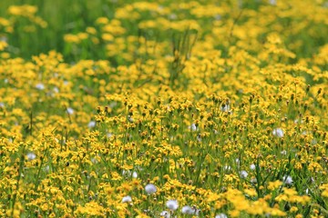 Obraz premium Yellow flowers in the meadow