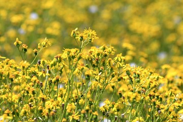 Yellow flowers in the meadow