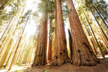 Hiker in Sequoia national park in California, USA - obrazy, fototapety, plakaty