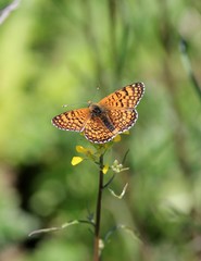 Orange butterfly on flowers in summer