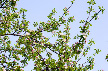 Background of blooming beautiful flowers of apple on a sunny day in early spring close up, soft focus