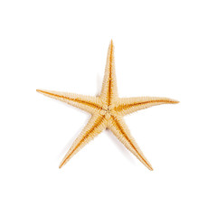 Fototapeta na wymiar Isolated starfish on white background.Top view