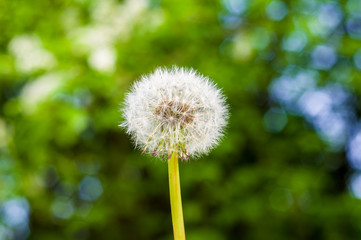 Dandelion seeds in sunlight on spring green background, macro, close-up