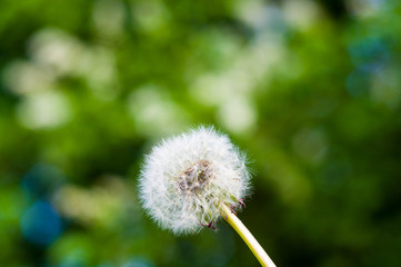 Dandelion seeds in sunlight on spring green background, macro, close-up