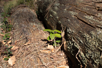 Between the old rotten trees sprout new young bore of plants
