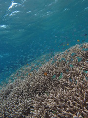 Naklejka na ściany i meble Arrecife de coral 