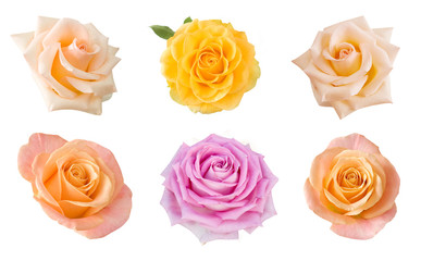 pink, yellow, beige and cream roses set isolated on white background