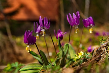 Russia. The Kuznetsk Alatau, the riverhead of the river Tom. Erythronium sibiricum