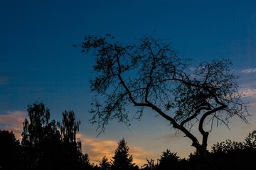 Misty mysterious day. Spring. seasons. silhouettes