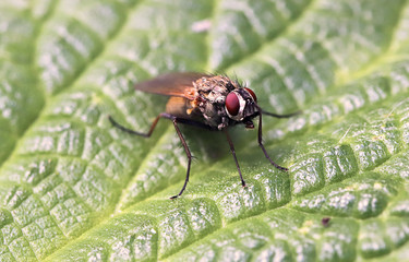 fly on leaf