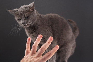 the hand with the index finger indicates a gray cat