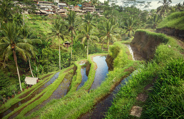 Rice terraces Tegallalang. Rice paddies in Bali. Journey. Bali landscape.	