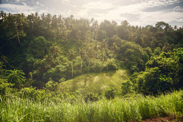 Tropical landscape. Bali trip. The path of the artist. Campuhan Ridge Walk.