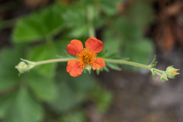Geum Coccineum Red Avens Blooming Flower