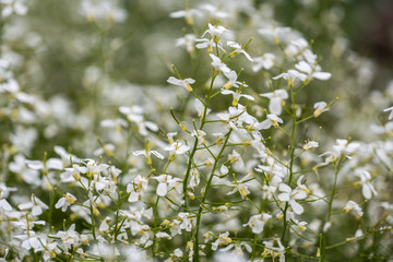 Arabis Procurrens Flowers