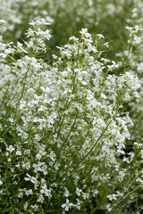 Arabis Procurrens Flowers