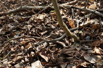 Black snake crawling on dry foliage.