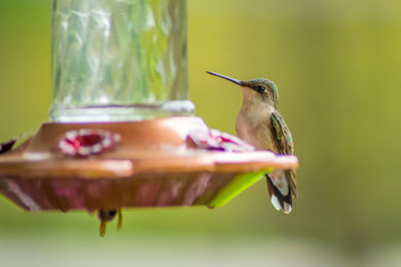 Beautiful green hummingbird sitting on bird feeder