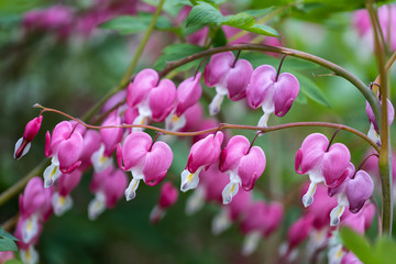 Lamprocapnos Spectabilis Bleeding Heart Flowers