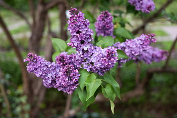 Syringa Vulgaris Common Lilac Flowers