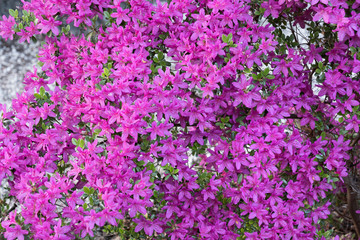 Rhododendron Nova Zembla Flowers