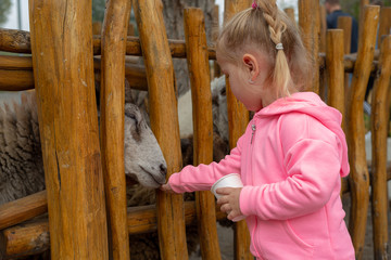 Young adorable girl feeding animals with a kibbles on a ranch on cold fall day. Pretty female child giving food to animal over fence. Little girl feeding cattle in autumn day.