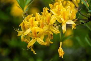 Rhododendron Luteum Sweet Yellow Azalea Flower