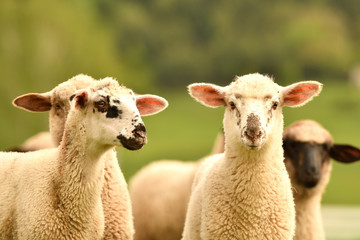 close-up of a sheep's head  on the farm meadow