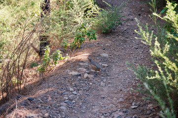 Felsenhuhn auf Teneriffa