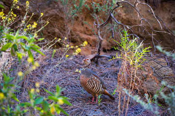 Felsenhuhn auf Teneriffa