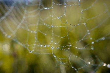 Details von Wassertropfen im Spinnennetz