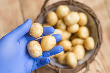 Check the potatoes for the content of harmful substances. Potato in hand in rubber glove.
