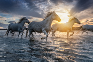 White horses in Camargue, France. - obrazy, fototapety, plakaty