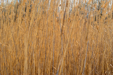 Fototapeta premium dry reed background