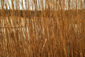 dry reed background