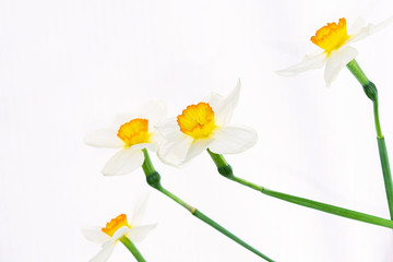 Flowers of white daffodils are randomly arranged on a white background