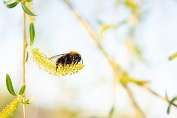 Bumblebee collects pollen from a willow flower