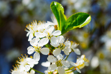 Beautiful spring tree in bloom