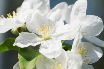Obraz na płótnie Canvas Close-up of the beautiful spring bloom