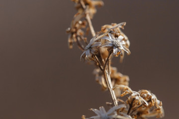 Autumn still life of nature and dry flowers