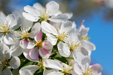 Beautiful spring tree in bloom