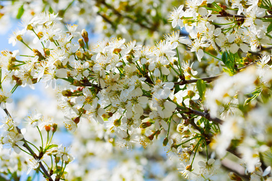 Beautiful spring tree in bloom