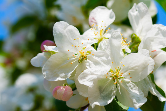 Beautiful spring tree in bloom