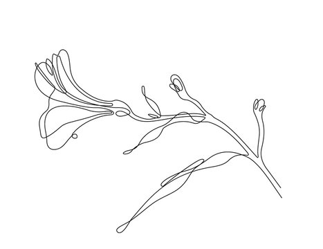 One Line Drawing Photos Royalty Free Images Graphics Vectors Videos Adobe Stock
