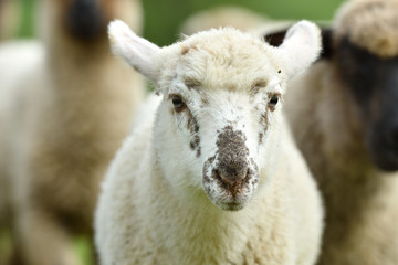 close-up of a sheep's head  on the farm meadow