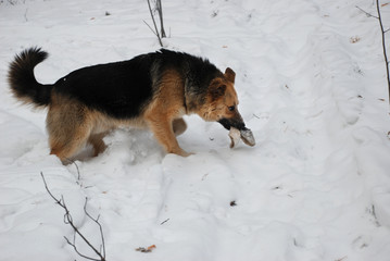 Street dog plays with glove